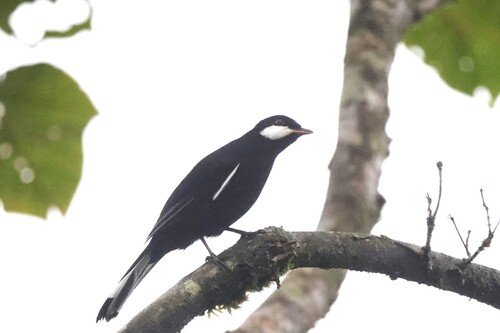 Black Solitaire (Entomodestes coracinus), photo 4