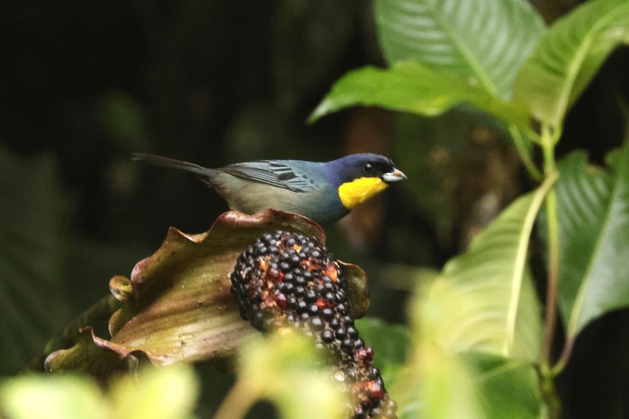 Purplish-mantled Tanager (Iridosornis porphyrocephalus), photo 3