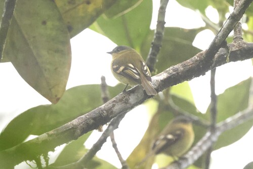 Handsome Flycatcher (Nephelomyias pulcher), photo 3