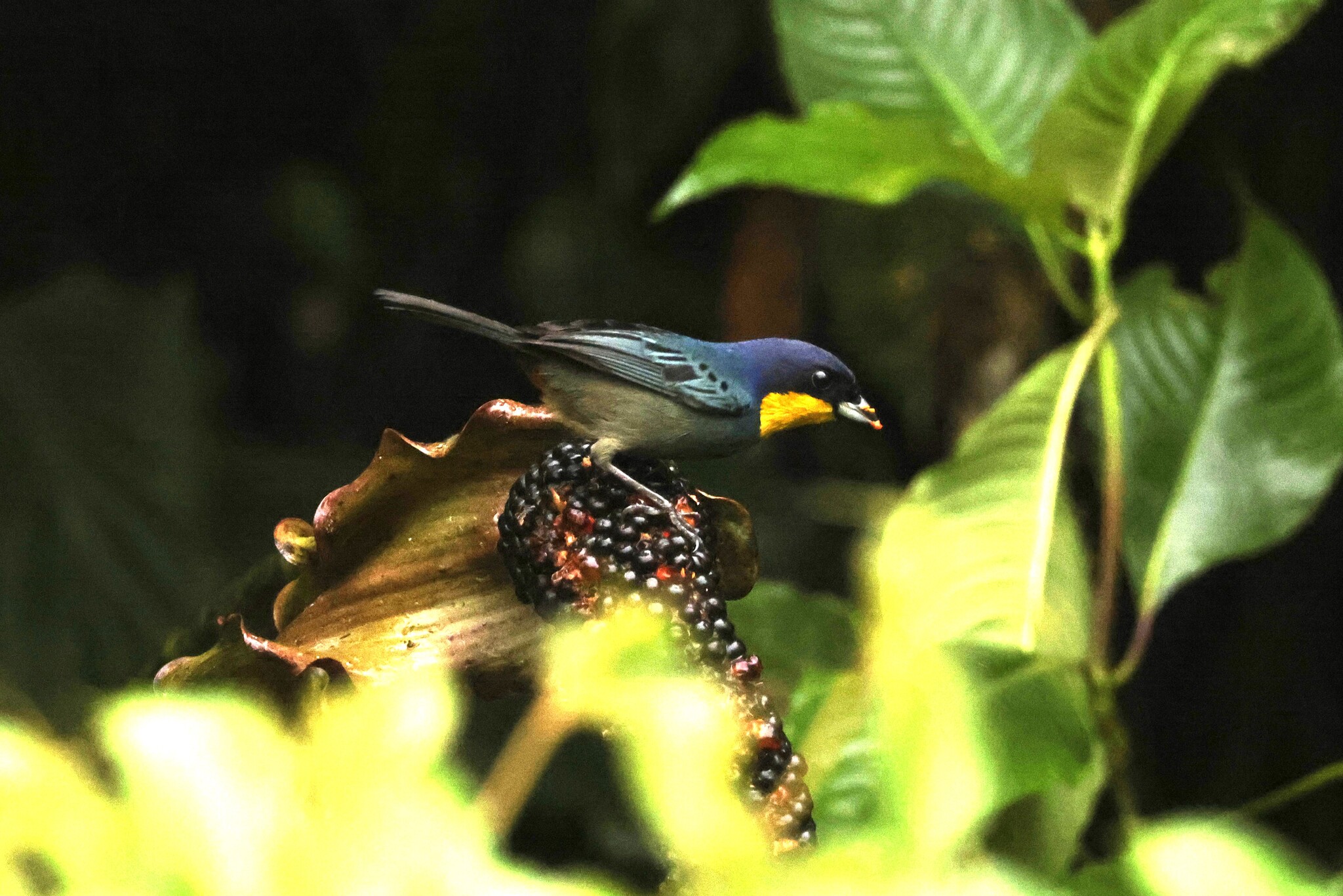 Purplish-mantled Tanager (Iridosornis porphyrocephalus), photo 4