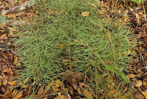 Pseudolycopodium densum observed 2026-03-01