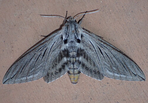 Asellus Sphinx
