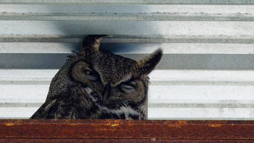 Great Horned Owl photographed in Utah