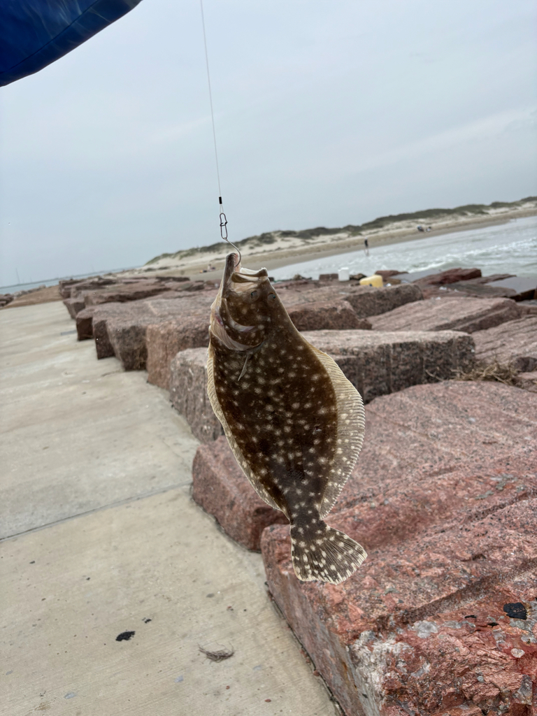 Southern flounder (Paralichthys lethostigma) — Paralichthyidae