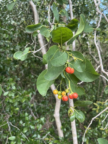 Bahama Strongbark (Bourreria succulenta)
