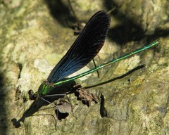 Matrona basilaris