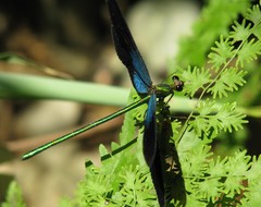 Matrona basilaris