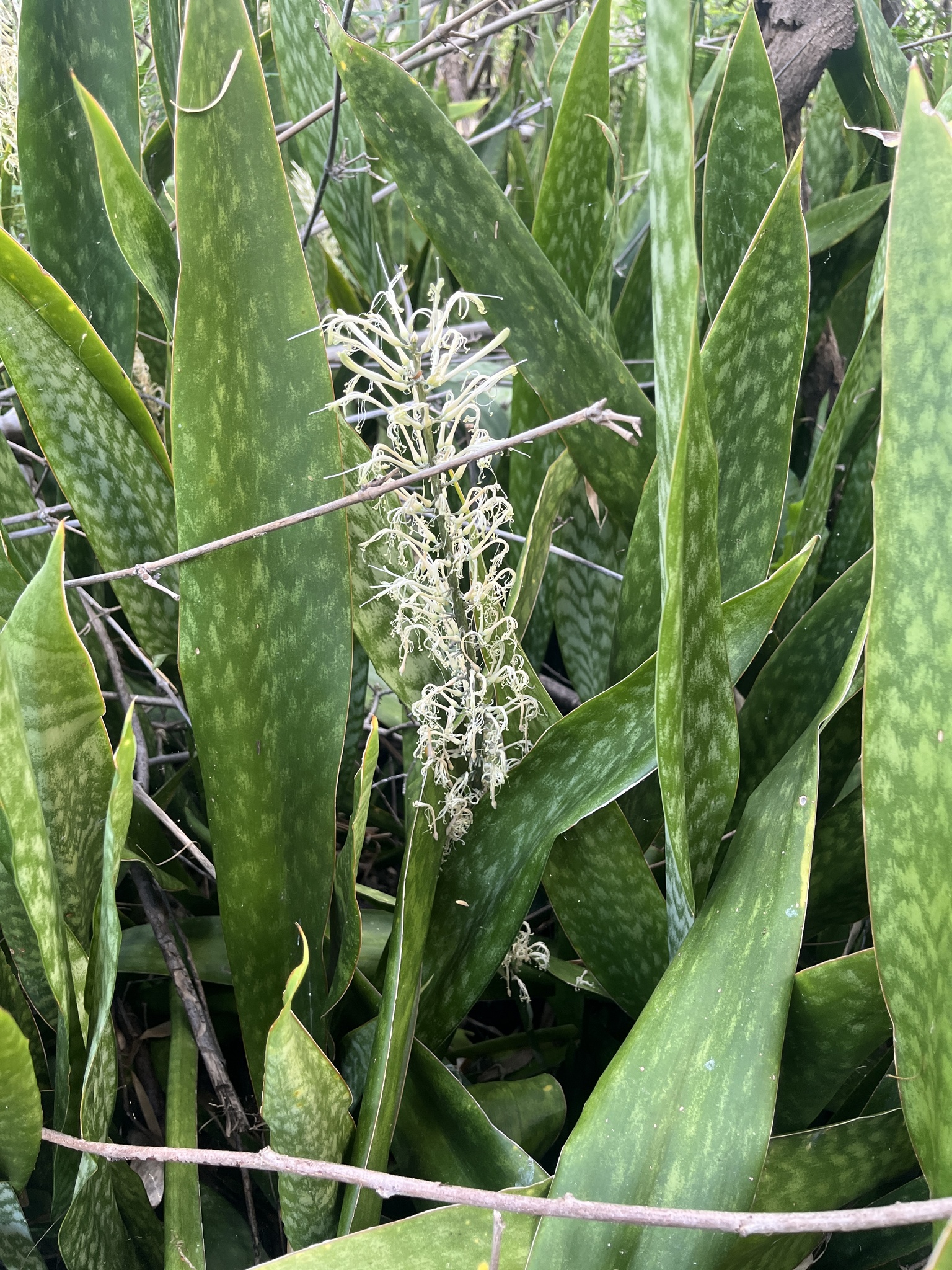 African Bowstring Hemp (Sansevieria hyacinthoides)
