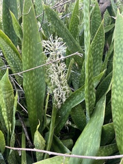 Sansevieria hyacinthoides (Sansevieria hyacinthoides)