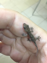 Hemidactylus mabouia