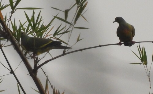 Orange-breasted Green Pigeon (Treron bicinctus), photo 5