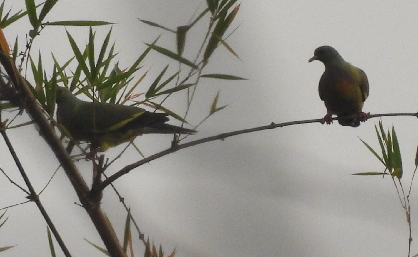 Orange-breasted Green Pigeon (Treron bicinctus), photo 7