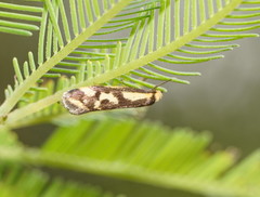 Palimmeces poecilella