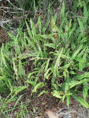 Nephrolepis flexuosa