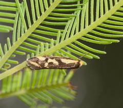 Palimmeces poecilella