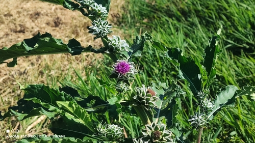 Pacourina edulis, photograph 4