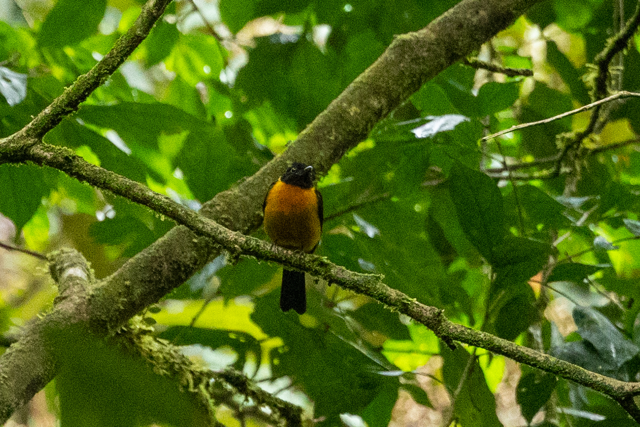 Fulvous Shrike-Tanager (Lanio fulvus), photo 9