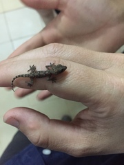 Hemidactylus mabouia