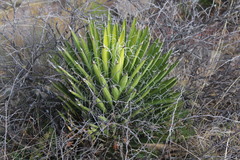 Yucca filifera