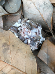 Armadillidium vulgare