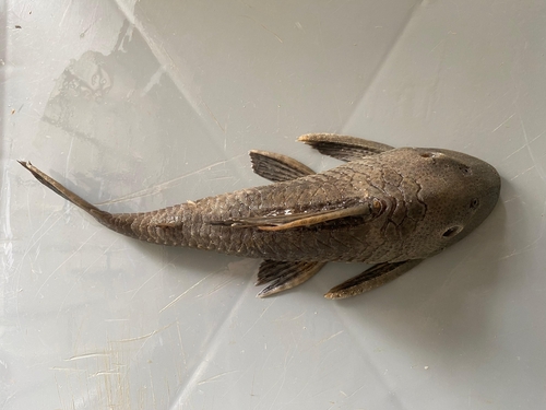 Spoontooth pleco (Hypostomus hemicochliodon) — Loricariidae — 2