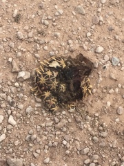 Psammobates oculifer