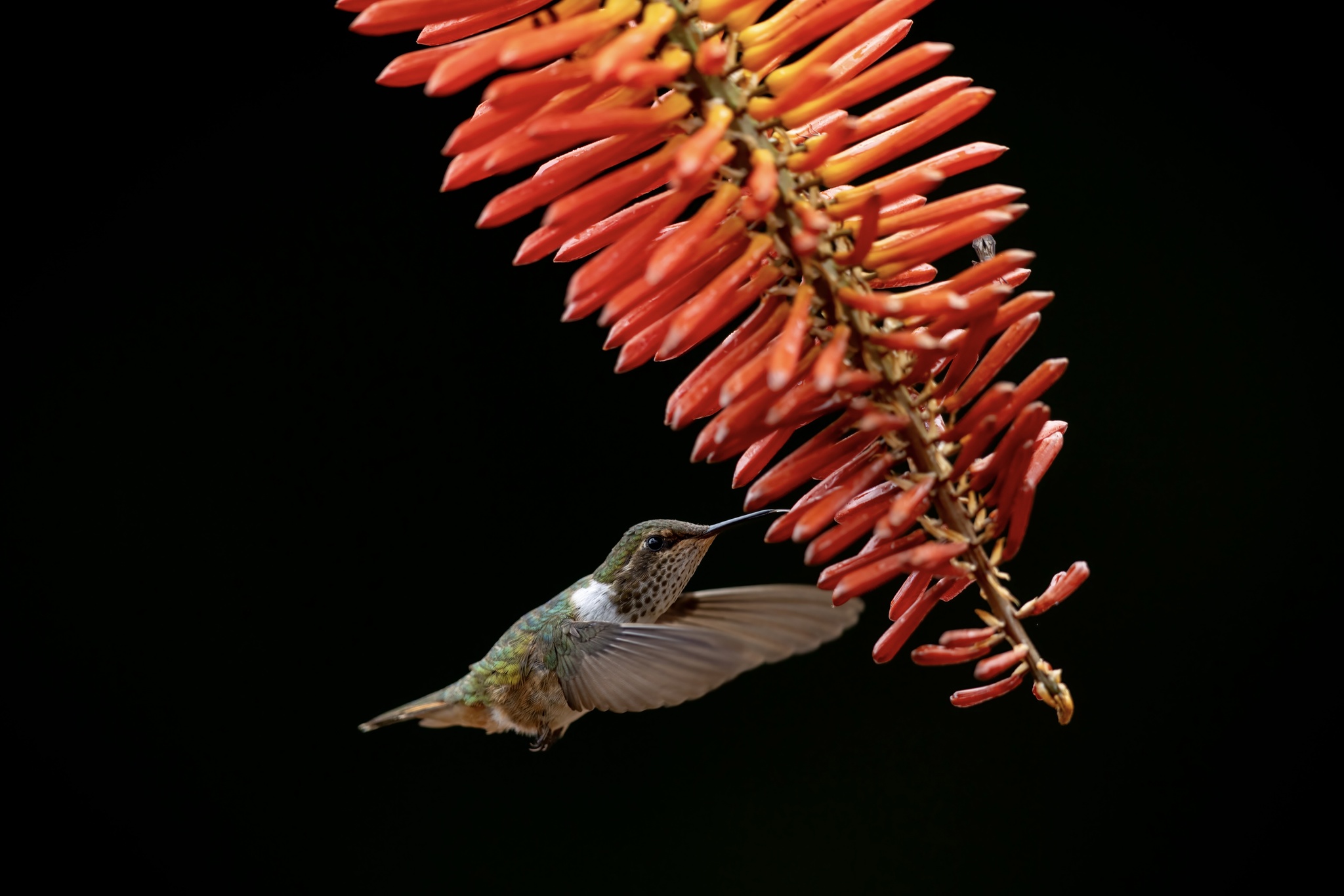 Volcano Hummingbird (Selasphorus flammula), photo 3