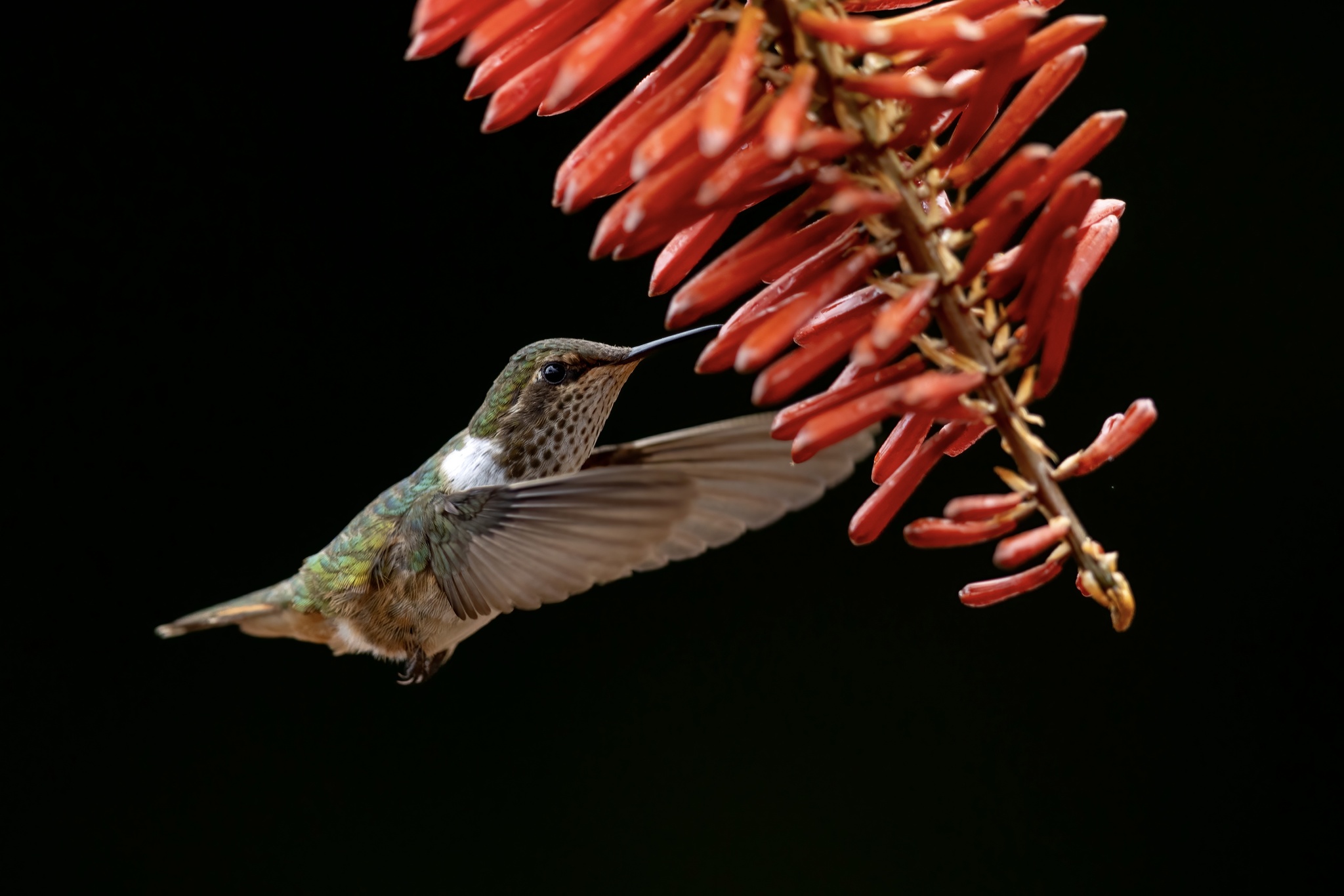 Volcano Hummingbird (Selasphorus flammula), photo 4