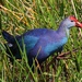 Gray-headed Swamphen - Photo (c) il_photo, some rights reserved (CC BY-NC)