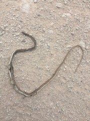Psammophis leightoni