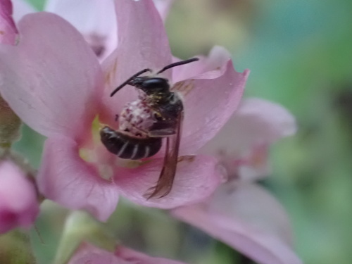 iNaturalist observation photo of Lasioglossum