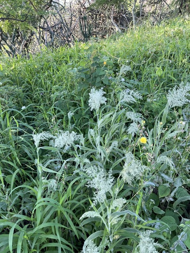 Panicum torridum observed 2026-03-06
