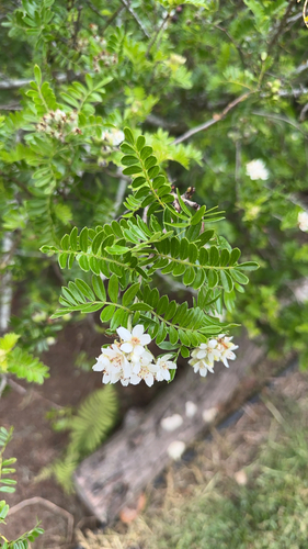 Osteomeles anthyllidifolia observed 2026-03-11