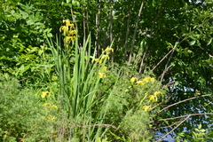 Iris pseudacorus