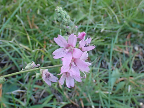 Oregon Checker-mallow (Sidalcea oregana)