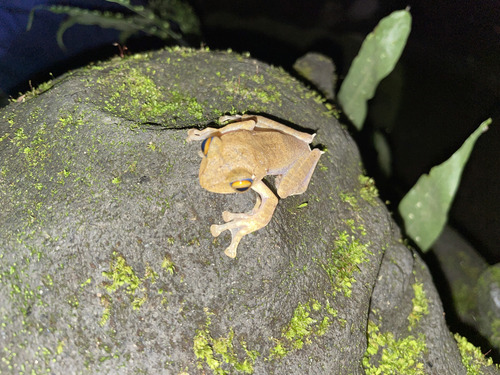 Rhacophorus margaritifer