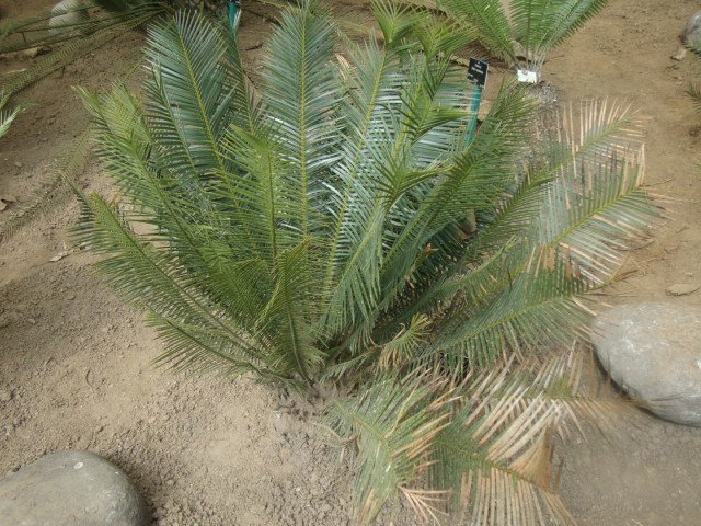 Dioon sonorense