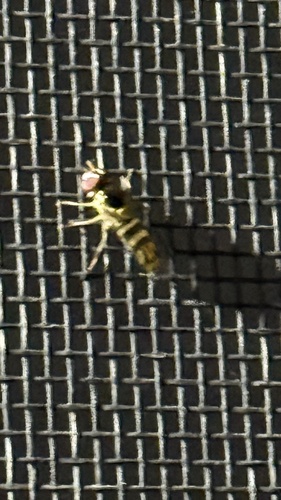 Unknown species found near Beech Ave, Chula Vista, CA, US