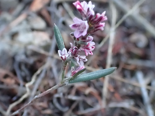 scatter knotweed (Polygonum spergulariiforme)