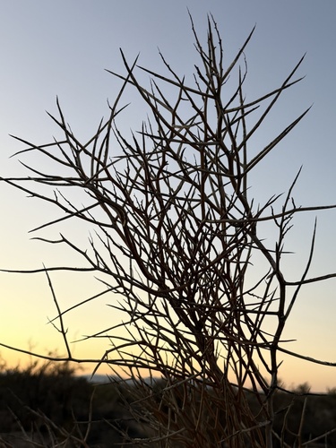 Emory's crucifixion-thorn (Castela emoryi)