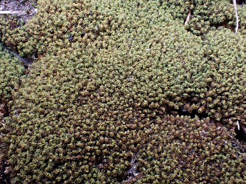 Yellow Crisp-moss (Tortella flavovirens)