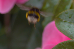 Bombus