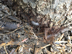 Armadillidium vulgare