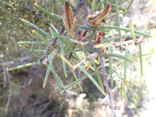 Dagger Hakea (Hakea teretifolia)