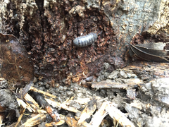 Armadillidium vulgare