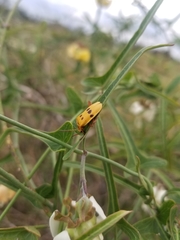 Chauliognathus octomaculatus