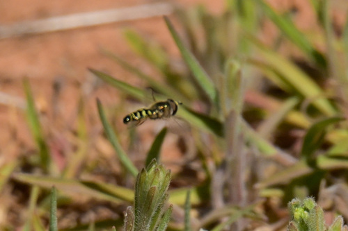 Unknown species found near Red Rock State Park, 4050 Red Rock Loop Rd, Sedona, AZ 86336, USA