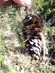 Pucciniastrum areolatum