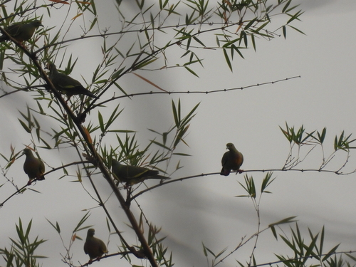 Orange-breasted Green Pigeon (Treron bicinctus), photo 6