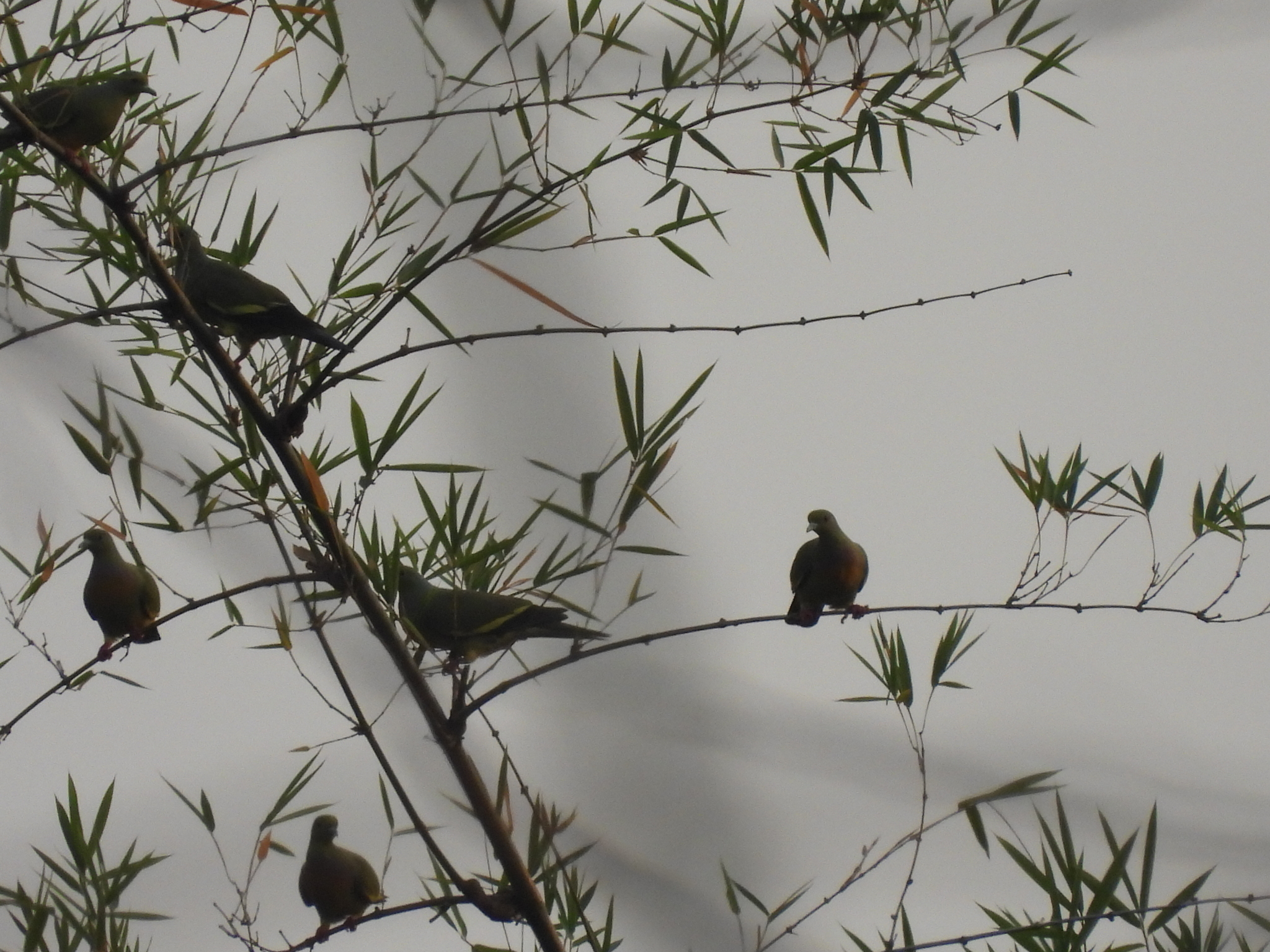 Orange-breasted Green Pigeon (Treron bicinctus), photo 8